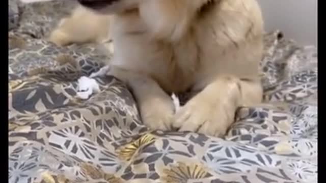 Funniest Dog