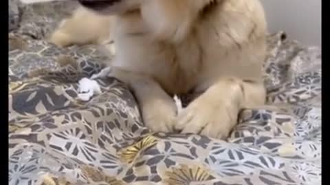 Funniest Dog