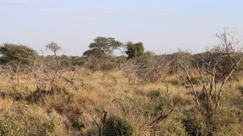 RARE Footage of Lioness in a tree! Kruger National Park!
