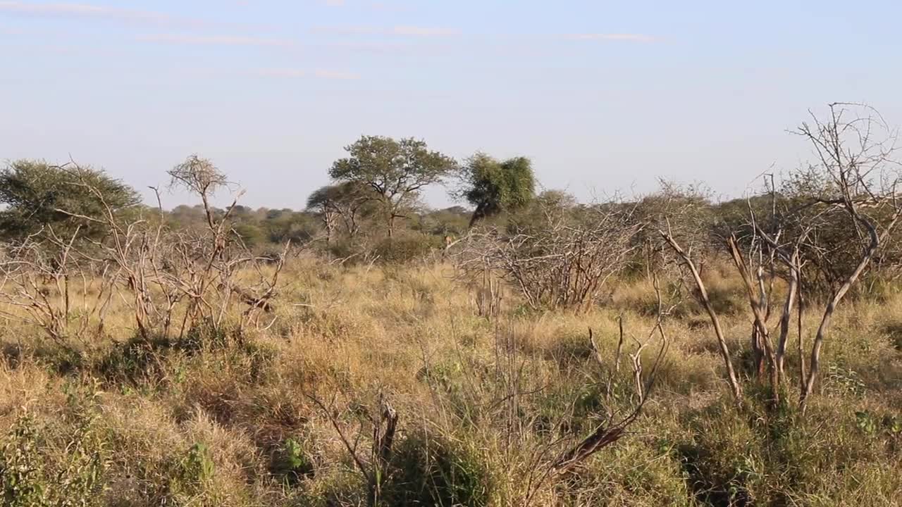 RARE Footage of Lioness in a tree! Kruger National Park!
