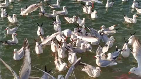 Sneaky Seagulls Wily Birds