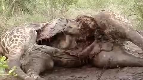 The hyena feasts on a rotten giraffe.