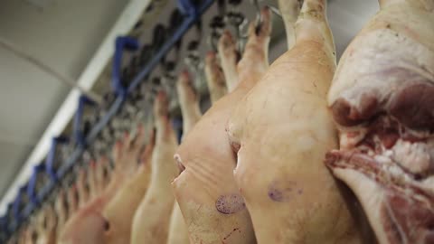 a batch of hog carcasses hanging on metal hooks. production of meat products