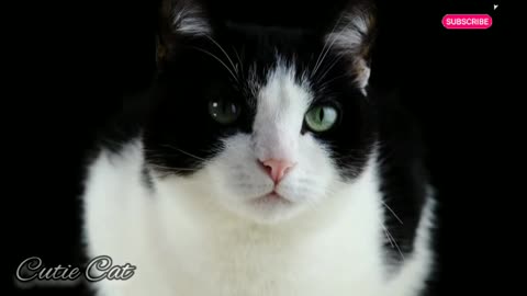 Cutie Cats - Cute and Funny Cat #1