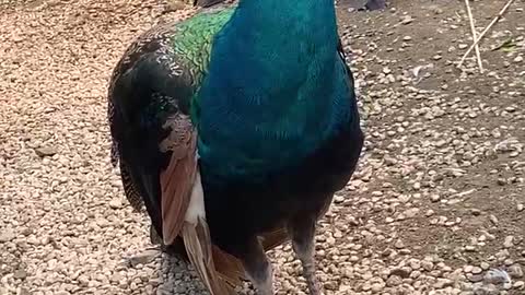 Proud peacock