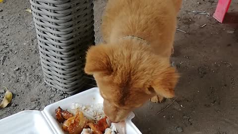 The dog has cute golden curly fur.