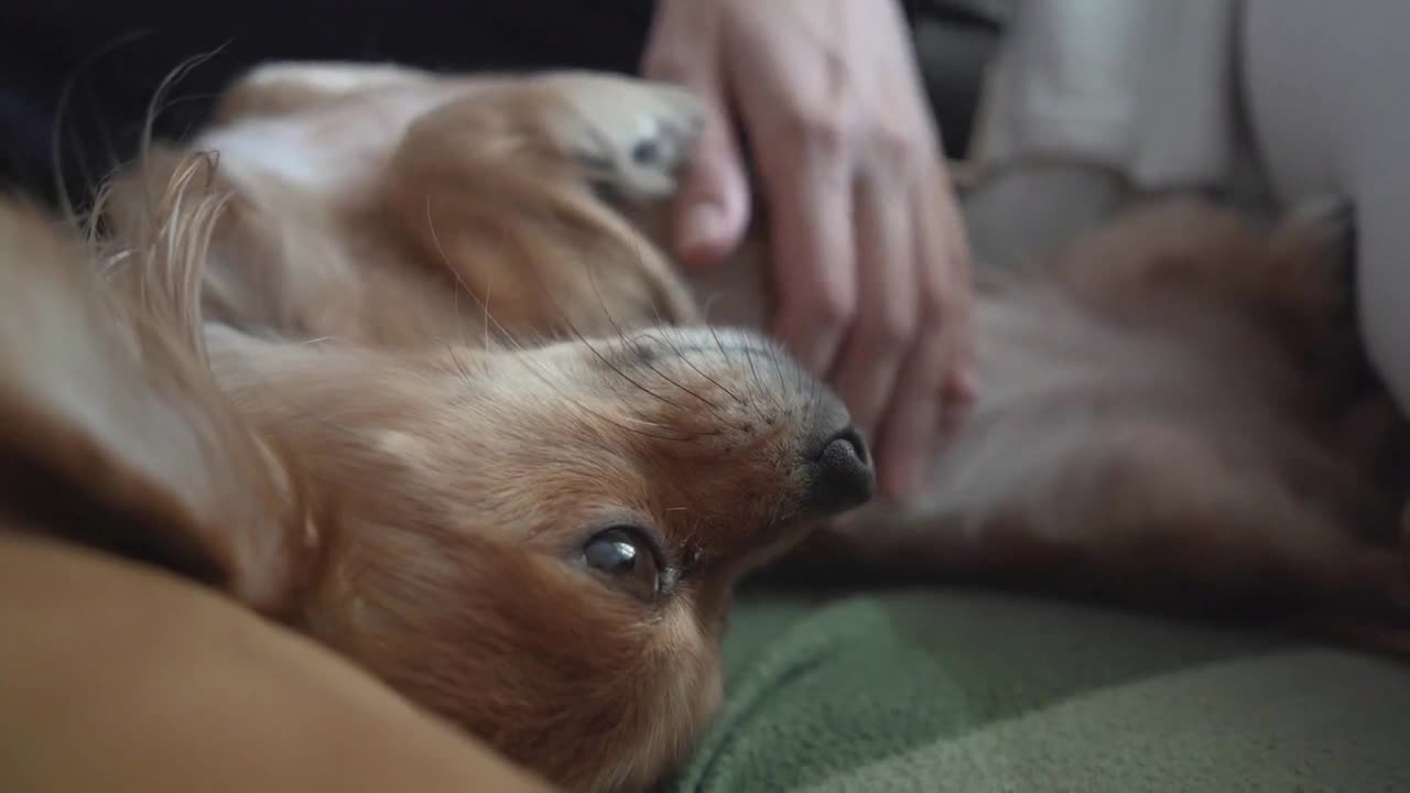 female hand stroking adorable funny longhair chihuaha dog. Very cute pet