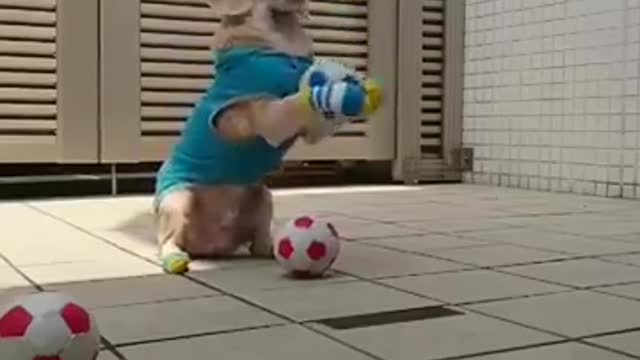 Funny dogs video