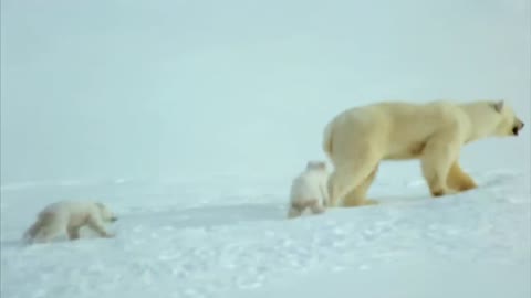 Why don't polar bears want to sleep?