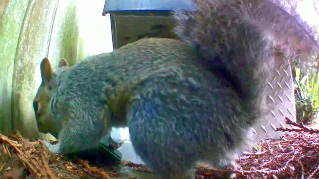 Squirrel triggering a mouse trap in slow motion.