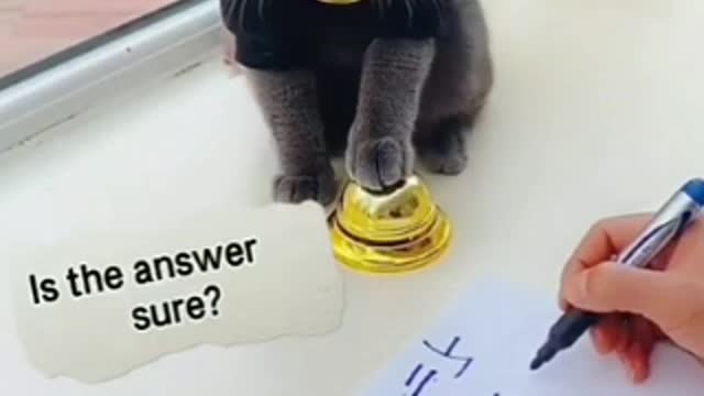 Lovely Cat, black cat, cats, funny cats, funny cat videos 1577