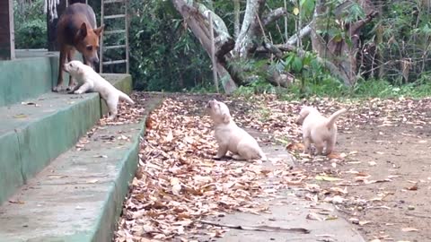 Labrador Puppies handsome and will stay strong