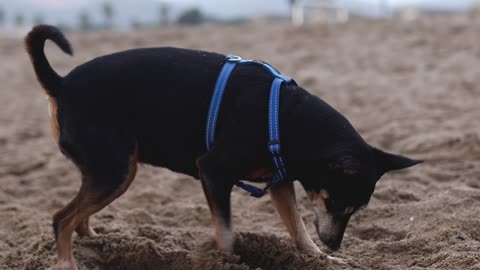 What is the dog looking for in the sand???🐕