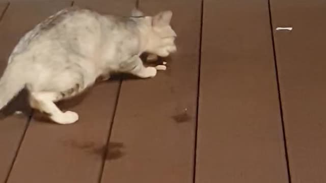 The cat is eating sausages.