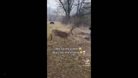 Deer are incredibly powerful. These hunters save this struggling one caught up