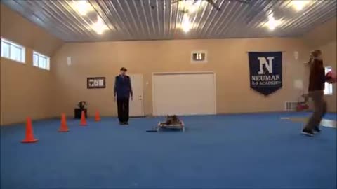 Dog training video