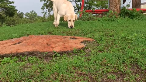 Charlie the Labrador play time