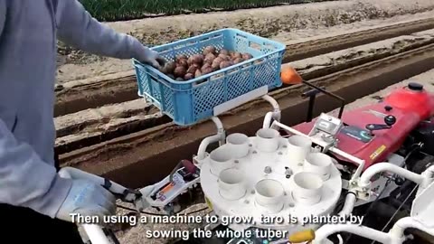 Japan Taro Stem Farming And Harvest - Taro Steam Cultivation