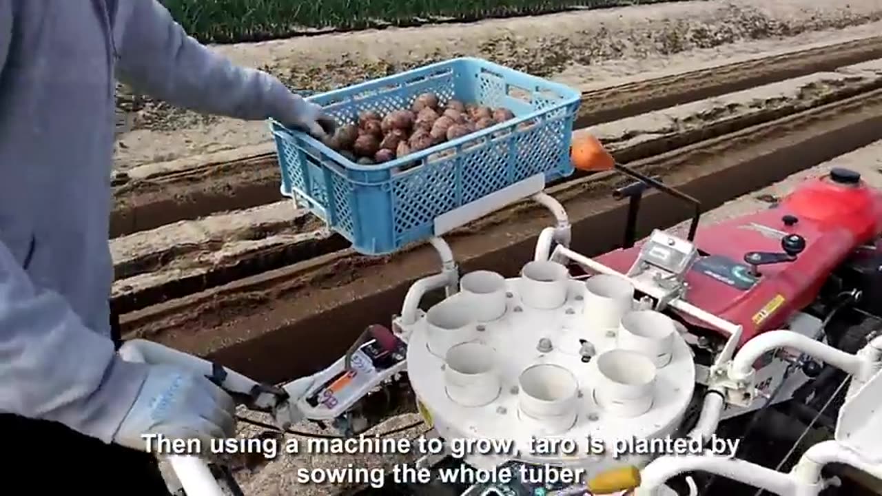 Japan Taro Stem Farming And Harvest - Taro Steam Cultivation