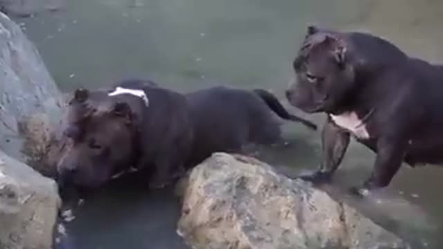 Three dogs in the water looking for .....