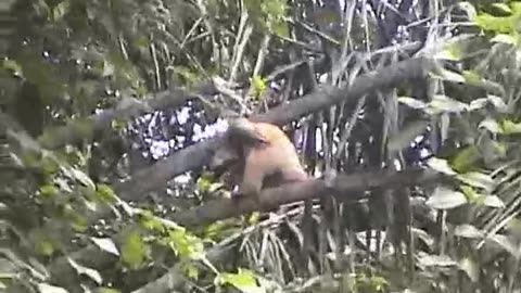 Guyana ( Part 7 of 9 )