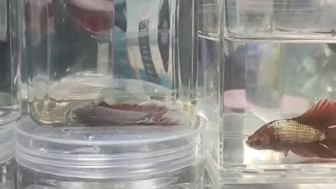 Betta fish with separate tank