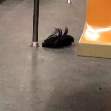 Leftover wig on subway train floor