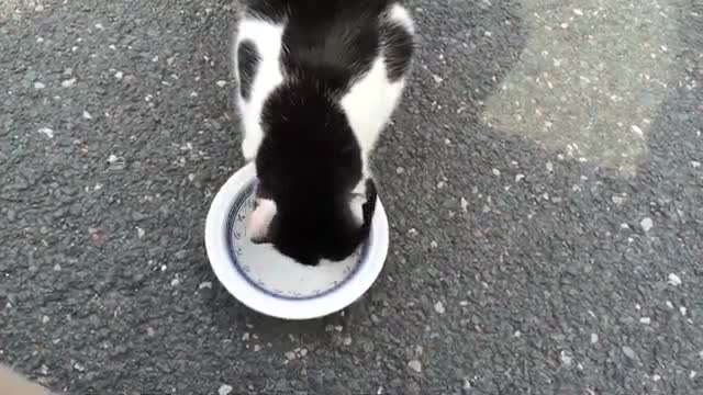 Gatito lindo comiendo que ternura 🥰😍