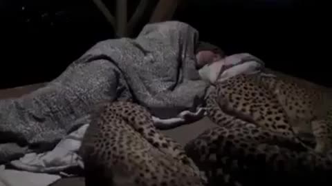 Sleeping with cheetahs