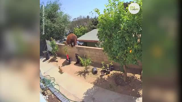 Teenage girl fights a big bear to save her dog.