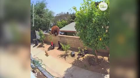 Teenage girl fights a big bear to save her dog.
