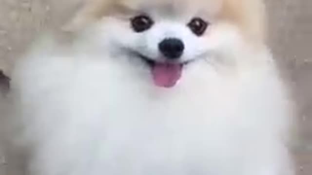 #cute dog # vairal video#funny 🐕