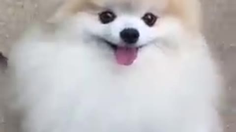 #cute dog # vairal video#funny 🐕