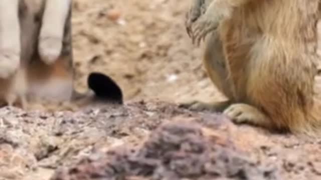 Cat feels like a Meerkat that is funny