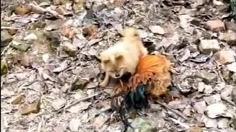 Chicken vs dog funny fight moments 🤣🤣