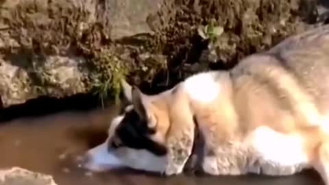 funnyvideos#dog