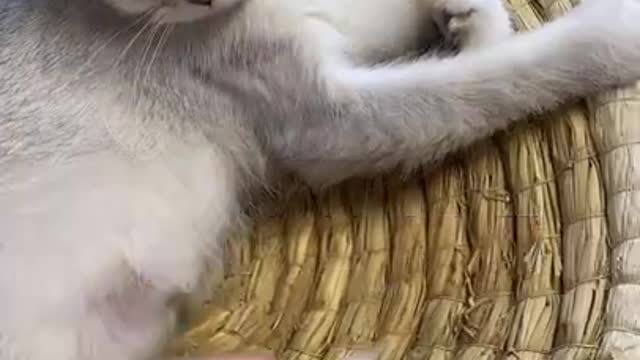 Little kitty, Funny Cat And Lovely Cat, Very Cute Kitty Video, Tik Tok Funny, Ti (2)