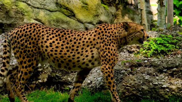 um belo leopardo caminhando pela mata.