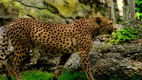 um belo leopardo caminhando pela mata.