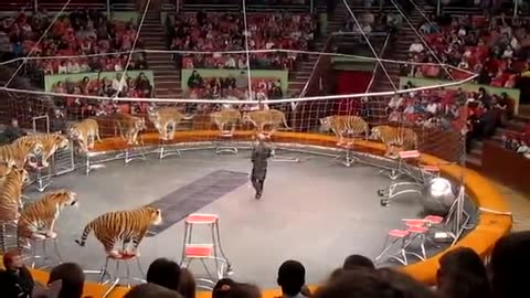 Funny tigers RUSSIAN_CIRCUS(360p)