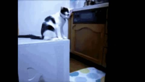 Mischievous cats gif video