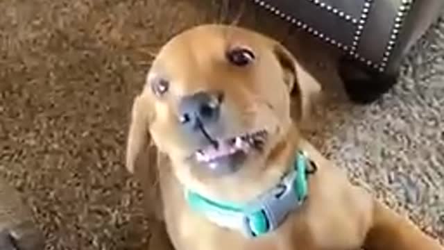 Dog wouldn’t stop!!
