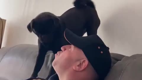 Excited Doggy Demands Attention