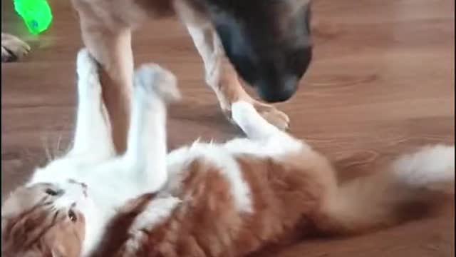 If these two Animals can do this, then why not human being can not try