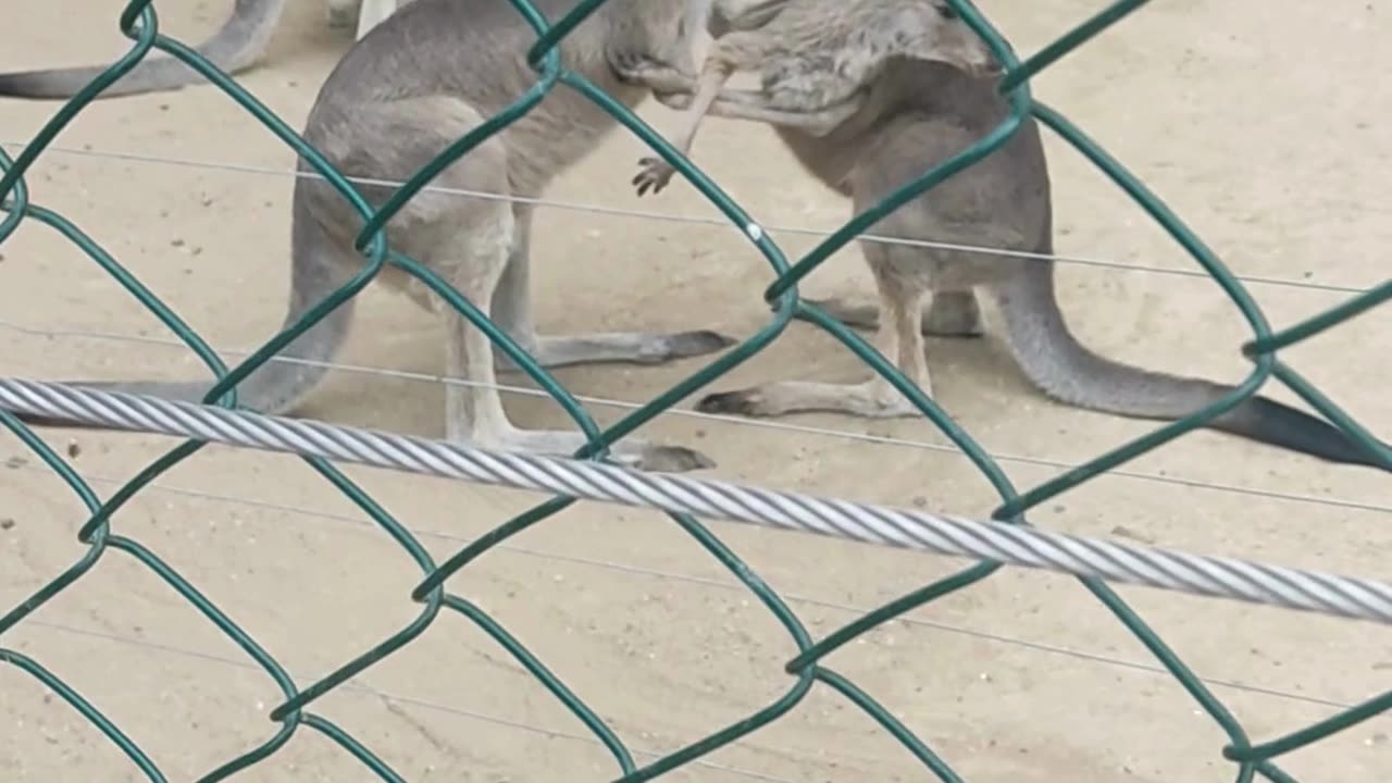 Cute and funny kangaroos