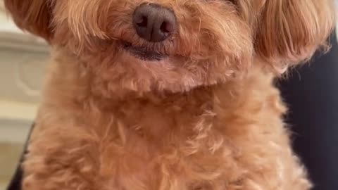 Cute dog smiling