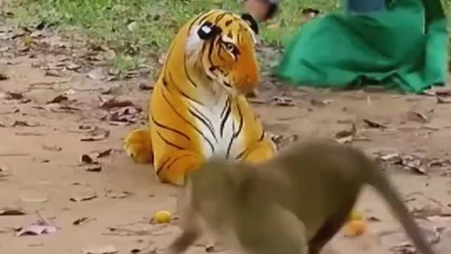 Monkey reaction to see a fake tiger doll.....