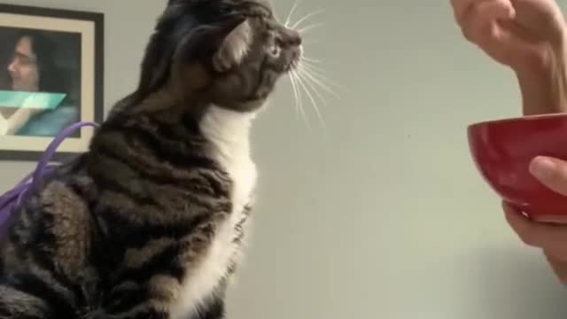 How cute cats like this #shorts