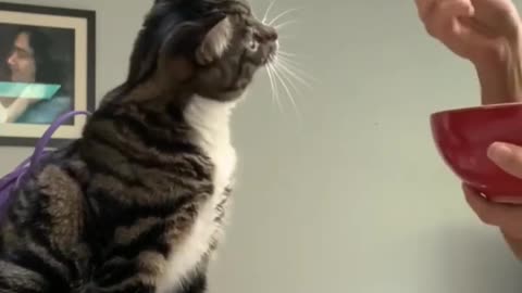 How cute cats like this #shorts