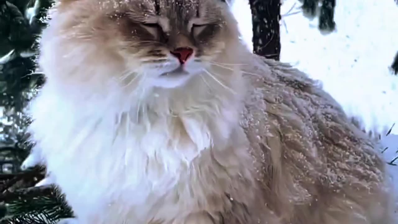 Wonderful 😺||cat video